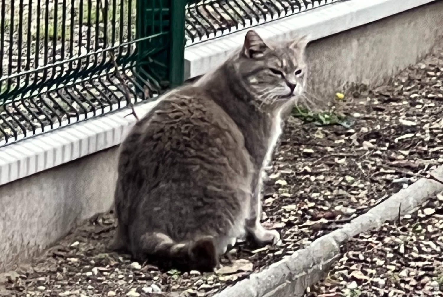 Avviso Ritrovamento Gatto incrocio di razze  Femmina , 2025 anni Libourne Francia