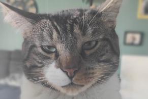 Avviso scomparsa Gatto Maschio , 5 anni Saint-Malo Francia