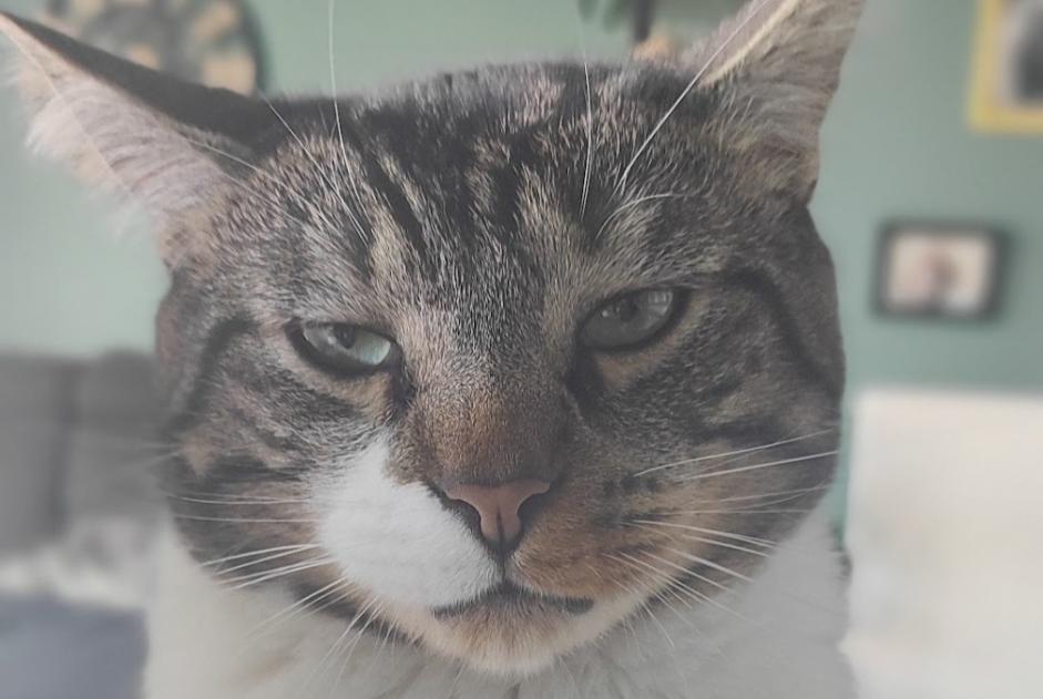 Avviso scomparsa Gatto Maschio , 5 anni Saint-Malo Francia