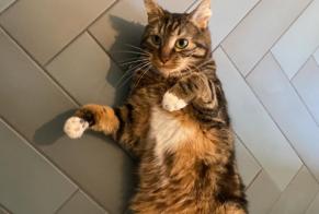 Avviso scomparsa Gatto Maschio , 4 anni Fontenay-sous-Bois Francia