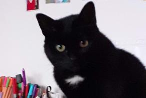 Avviso scomparsa Gatto  Femmina , 12 anni Erbrée Francia