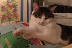 Avviso scomparsa Gatto Femmina , 5 anni Mommenheim Francia