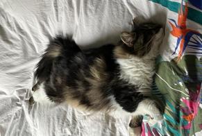 Avviso scomparsa Gatto Femmina , 3 anni Niort Francia