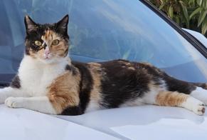 Avviso scomparsa Gatto Femmina , 2 anni Bourges Francia