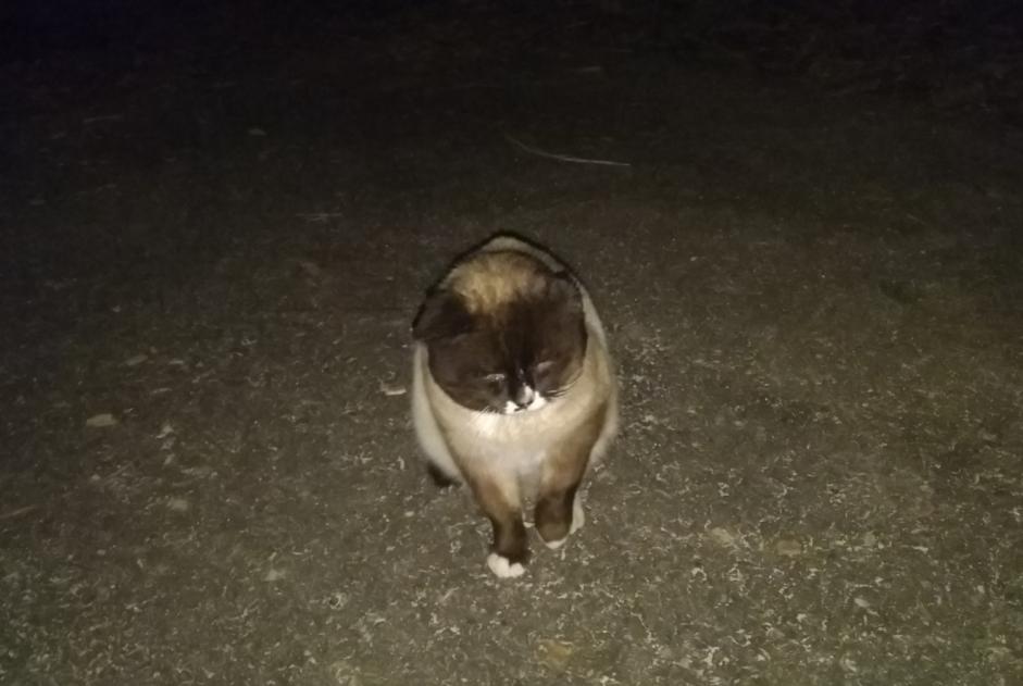 Avviso scomparsa Gatto  Maschio , 5 anni Belfort Francia
