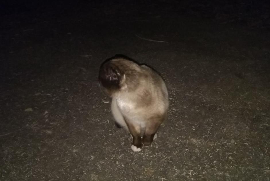 Avviso scomparsa Gatto  Maschio , 5 anni Belfort Francia