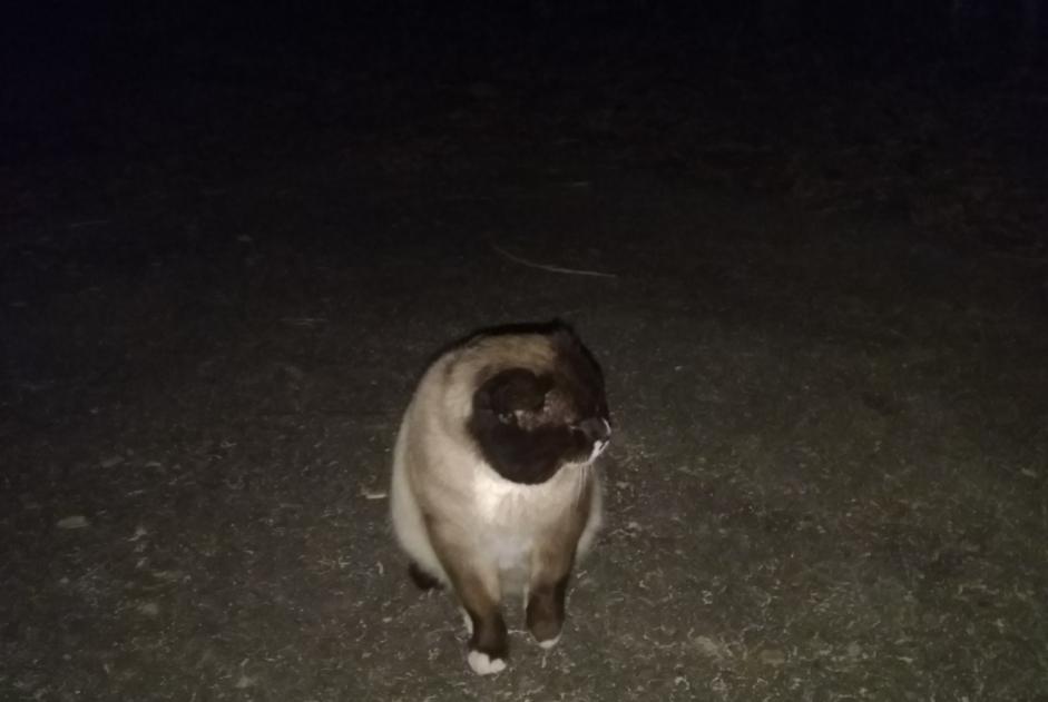 Avviso scomparsa Gatto  Maschio , 5 anni Belfort Francia