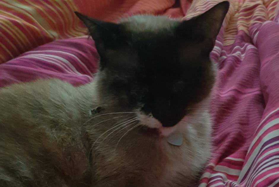 Avviso scomparsa Gatto incrocio di razze  Femmina , 11 anni Couëron Francia