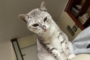 Avviso scomparsa Gatto incrocio di razze  Femmina , 12 anni Gagny Francia