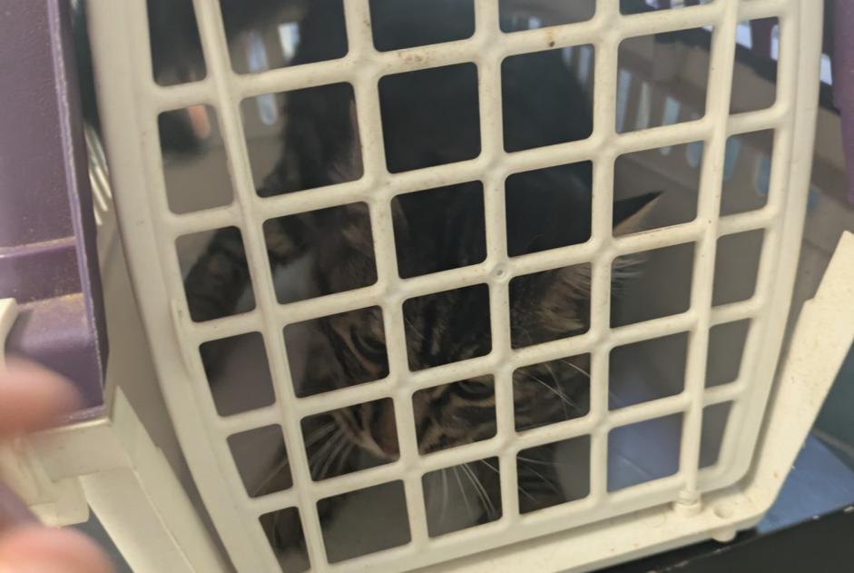 Avviso Ritrovamento Gatto Maschio Bernis Francia