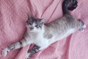 Avviso scomparsa Gatto incrocio di razze  Maschio , 2 anni Remiremont Francia