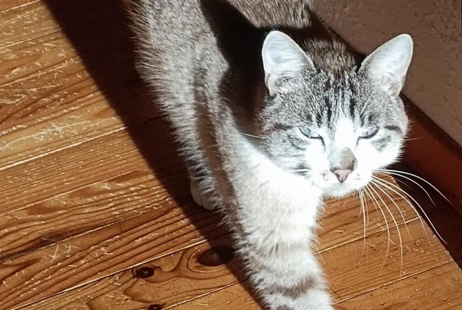 Avviso scomparsa Gatto incrocio di razze  Maschio , 2 anni Remiremont Francia