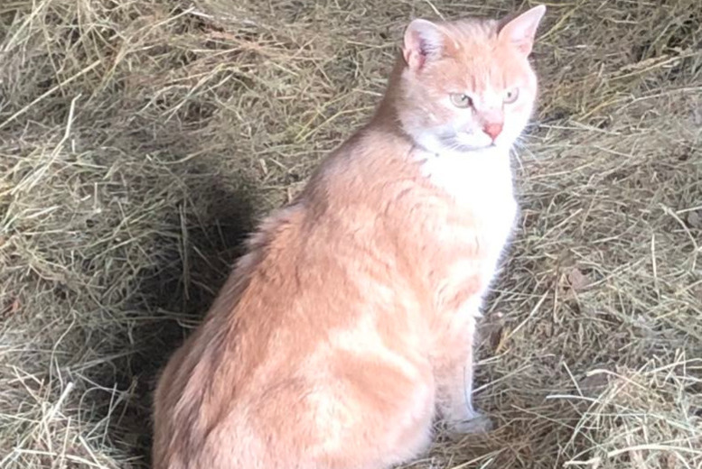 Avviso scomparsa Gatto  Maschio , 4 anni Colombe-lès-Vesoul Francia