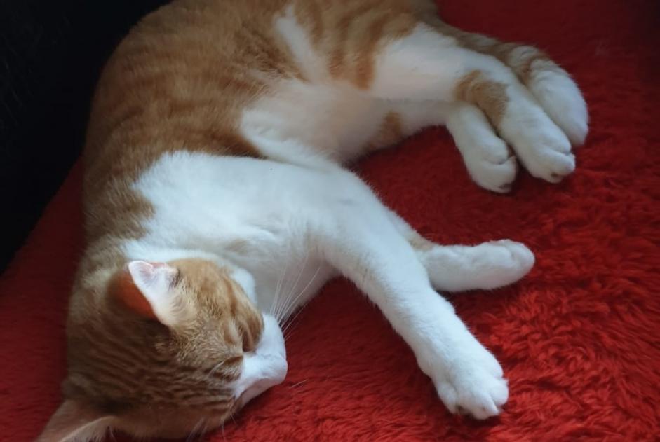 Avviso scomparsa Gatto incrocio di razze  Maschio , 4 anni Six-Fours-les-Plages Francia