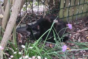 Avviso Ritrovamento Gatto Non conosciuta Saint-Vigor-le-Grand Francia