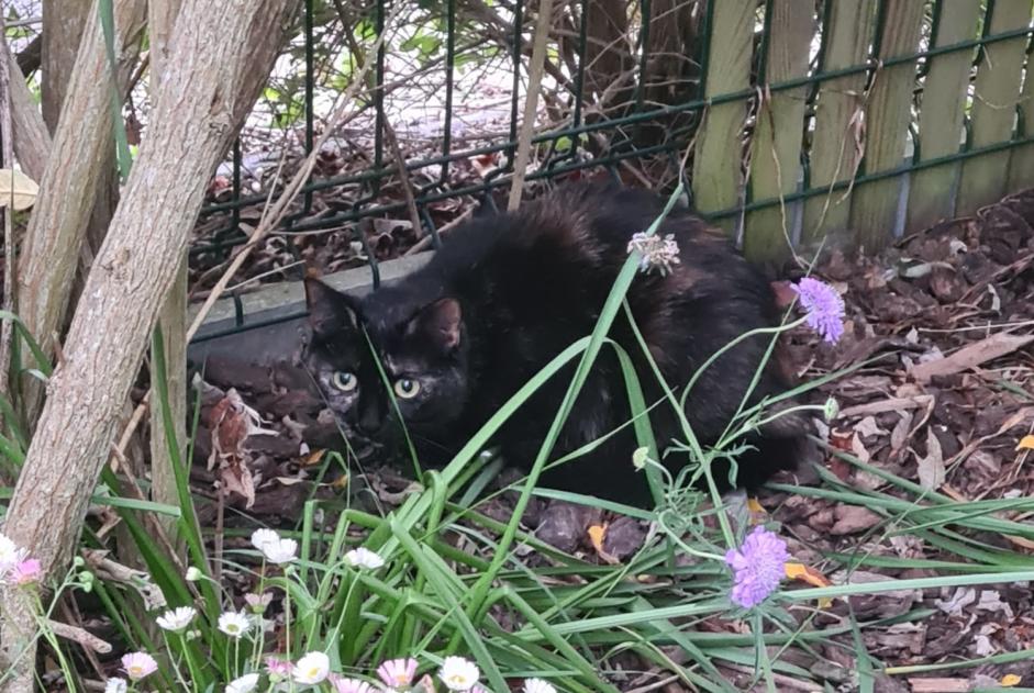 Avviso Ritrovamento Gatto Non conosciuta Saint-Vigor-le-Grand Francia