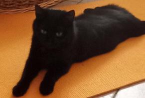 Avviso Ritrovamento Gatto incrocio di razze  Femmina Saint-Maurice Francia