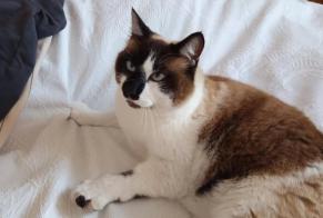 Avviso scomparsa Gatto Maschio , 8 anni Quimper Francia