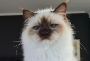 Avviso scomparsa Gatto  Femmina , 1 anni Cabriès Francia