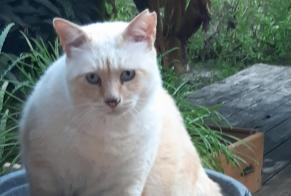Avviso scomparsa Gatto incrocio di razze  Maschio , 15 anni Carros Francia
