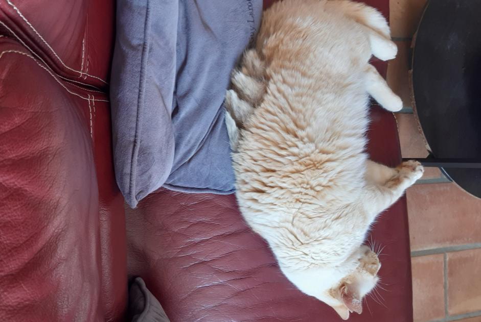 Avviso scomparsa Gatto incrocio di razze  Maschio , 15 anni Carros Francia
