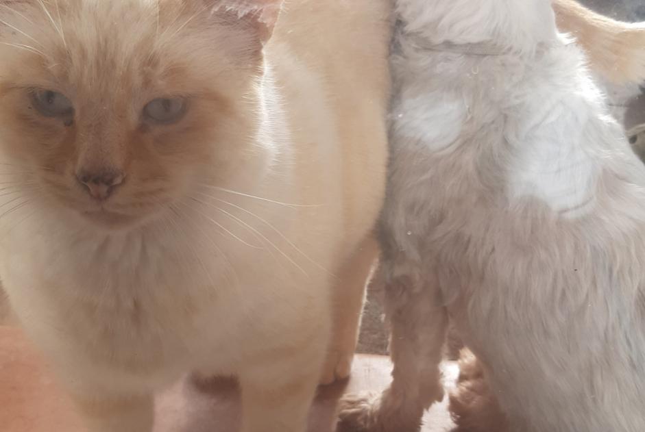 Avviso scomparsa Gatto incrocio di razze  Maschio , 15 anni Carros Francia