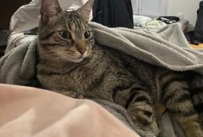 Avviso scomparsa Gatto Maschio , 4 anni Limoges Francia