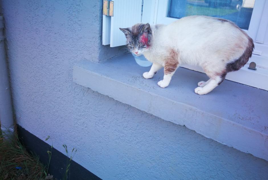 Avviso Ritrovamento Gatto  Maschio Lanrelas Francia