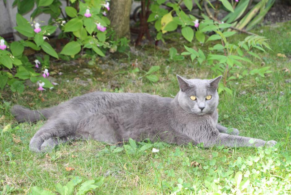 Avviso scomparsa Gatto Maschio , 4 anni Reims Francia
