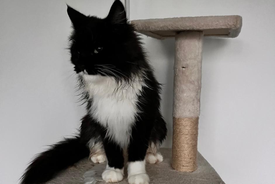 Avviso scomparsa Gatto  Femmina , 2 anni Écot Francia