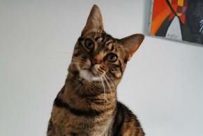 Avviso scomparsa Gatto Femmina , 4 anni Nancy Francia