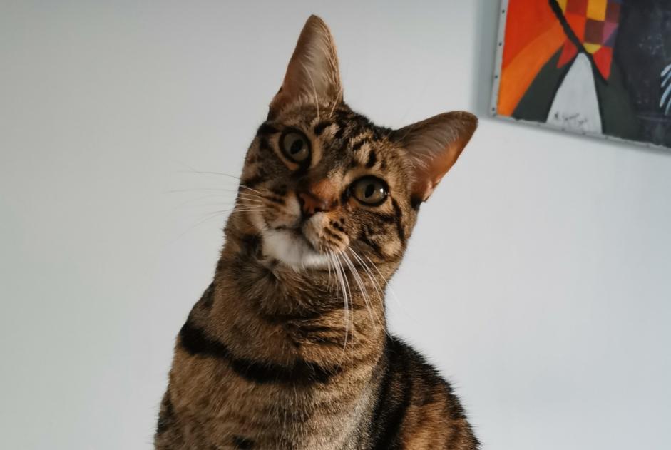 Avviso scomparsa Gatto Femmina , 4 anni Nancy Francia