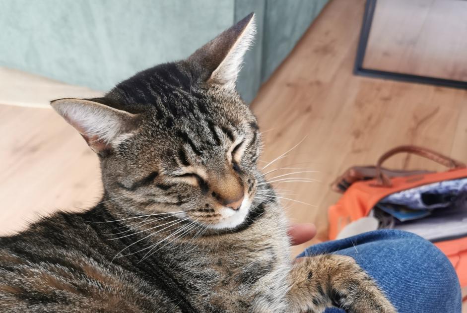 Avviso scomparsa Gatto Femmina , 4 anni Nancy Francia