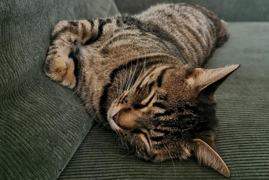 Avviso scomparsa Gatto Femmina , 4 anni Nancy Francia