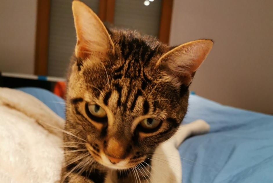 Avviso scomparsa Gatto Femmina , 4 anni Nancy Francia