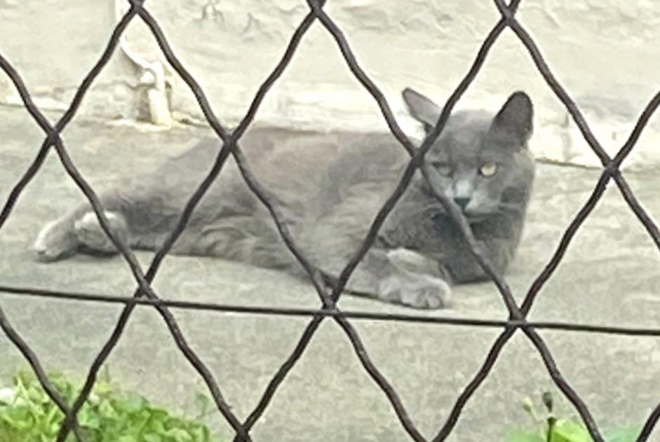 Avviso Ritrovamento Gatto Non conosciuta Toulouse Francia