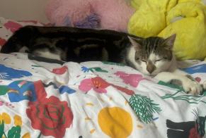 Avviso scomparsa Gatto Maschio , 1 anni Tomblaine Francia