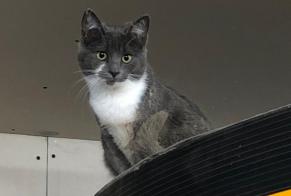 Avviso scomparsa Gatto incrocio di razze  Maschio , 2 anni Flirey Francia