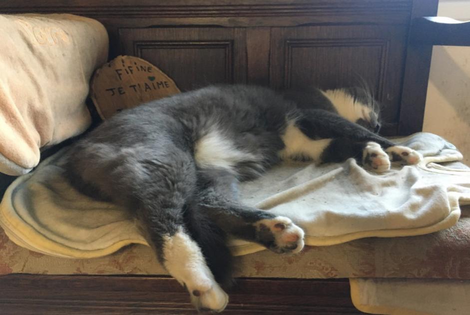 Avviso scomparsa Gatto incrocio di razze  Maschio , 2 anni Flirey Francia