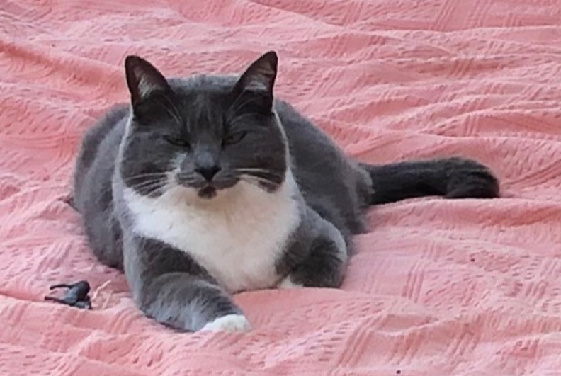 Avviso scomparsa Gatto incrocio di razze  Maschio , 2 anni Flirey Francia