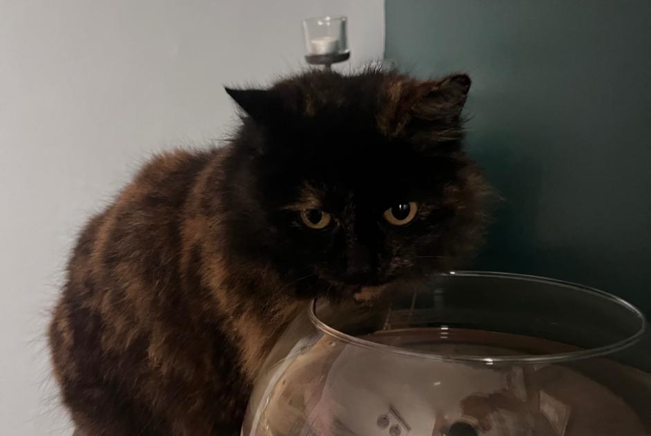 Avviso scomparsa Gatto Femmina , 8 anni Annezin Francia