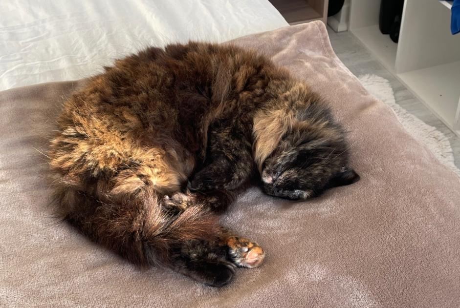 Avviso scomparsa Gatto Femmina , 8 anni Annezin Francia