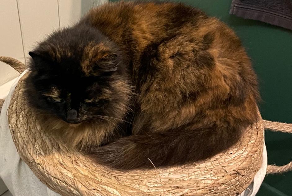 Avviso scomparsa Gatto Femmina , 8 anni Annezin Francia