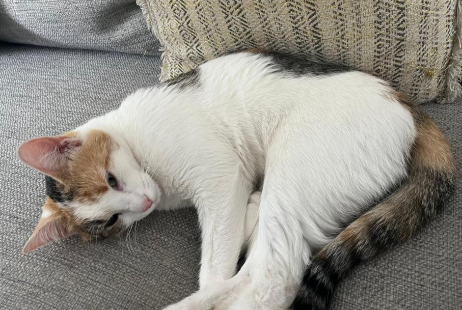 Avviso scomparsa Gatto Femmina , 1 anni Bons-en-Chablais Francia