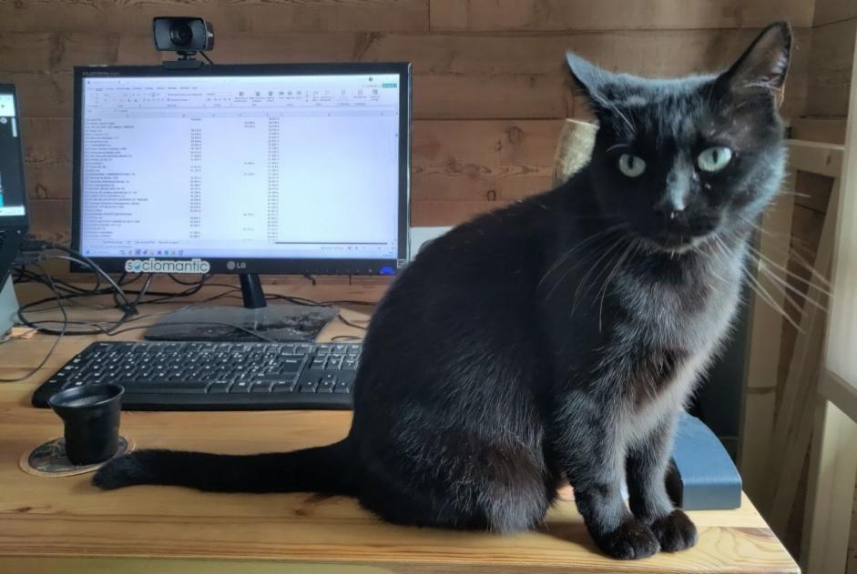 Avviso scomparsa Gatto Maschio , 6 anni Sonnaz Francia