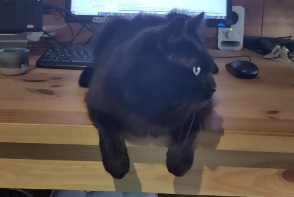 Avviso scomparsa Gatto Maschio , 6 anni Sonnaz Francia