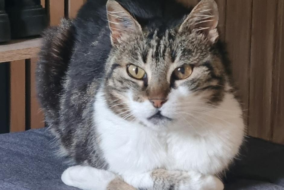 Avviso scomparsa Gatto Maschio , 15 anni Gonfaron Francia