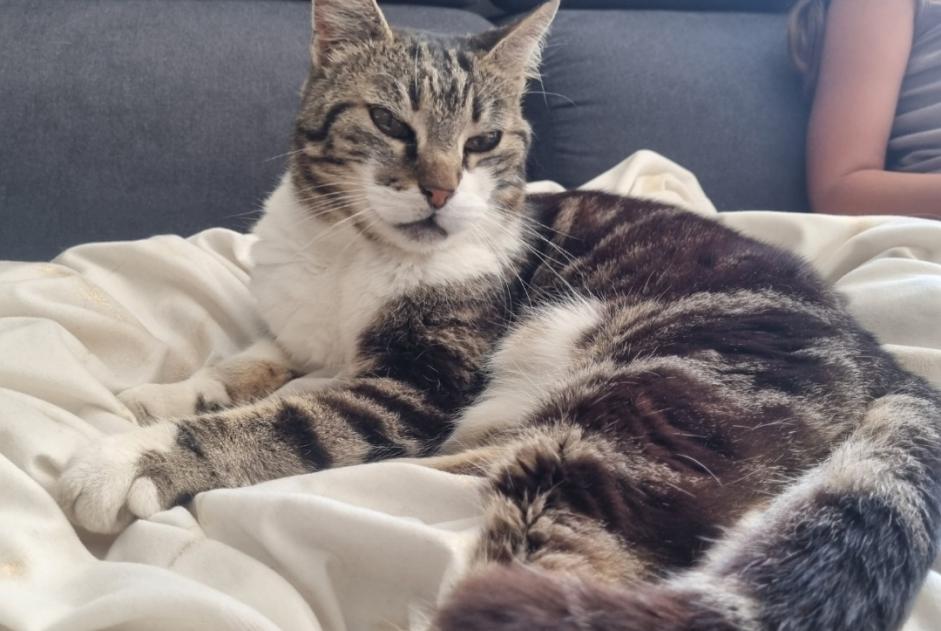 Avviso scomparsa Gatto Maschio , 15 anni Gonfaron Francia