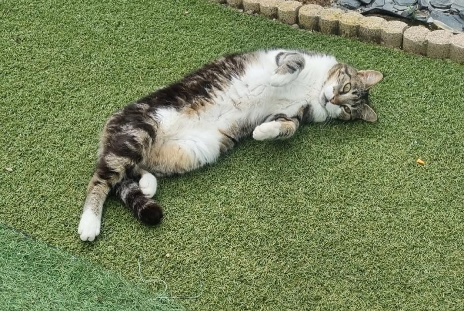 Avviso scomparsa Gatto Maschio , 15 anni Gonfaron Francia