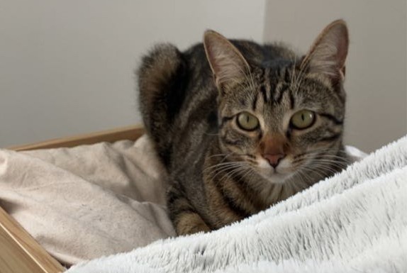 Avviso scomparsa Gatto  Femmina , 1 anni Paris Francia